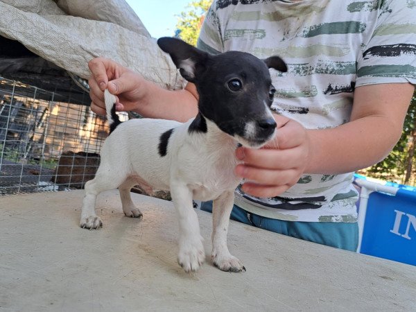 Patterdale terrier kan kiskutya eladó