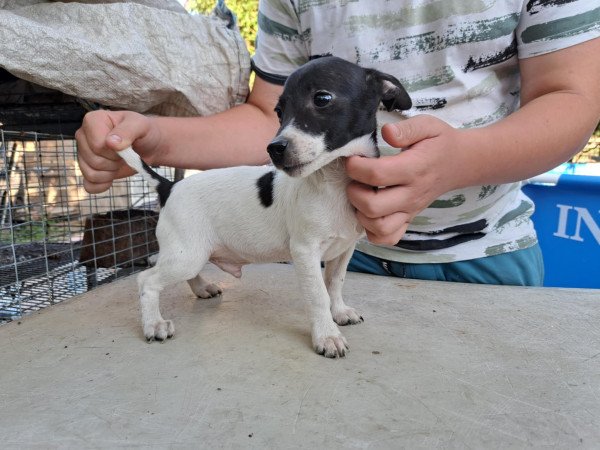Patterdale terrier kan kiskutya eladó