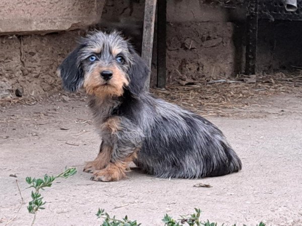 Szálkás szőrű tacskó szuka kiskutyák eladók