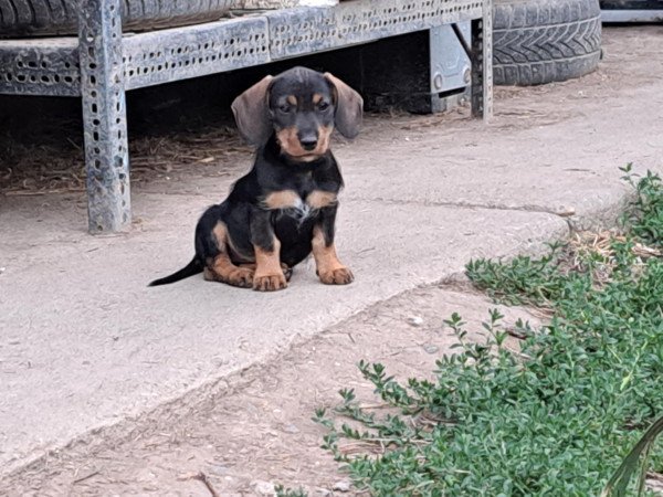 Szálkás szőrű tacskó szuka kiskutyák eladók