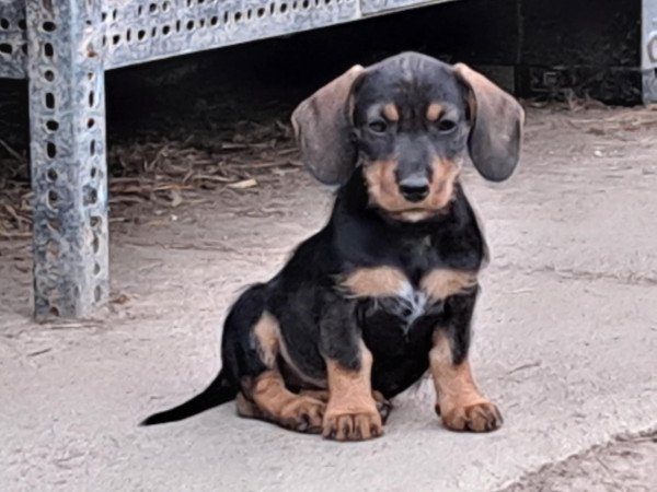 Szálkás szőrű tacskó szuka kiskutyák eladók