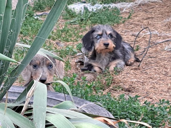 Szálkás szőrű tacskó szuka kiskutyák eladók