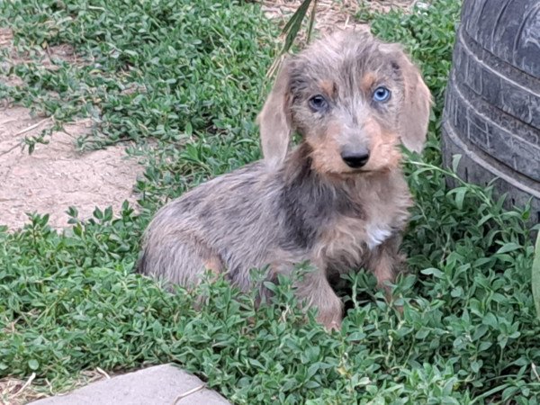 Szálkás szőrű tacskó szuka kiskutyák eladók