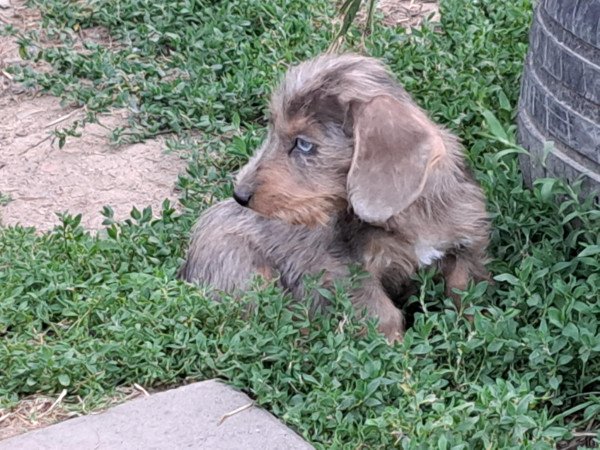 Szálkás szőrű tacskó szuka kiskutyák eladók