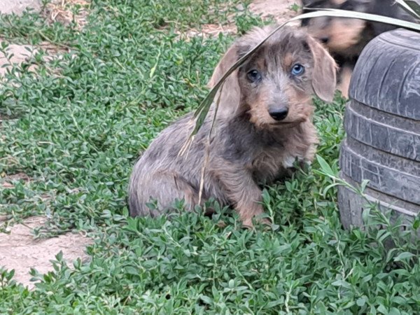 Szálkás szőrű tacskó szuka kiskutyák eladók