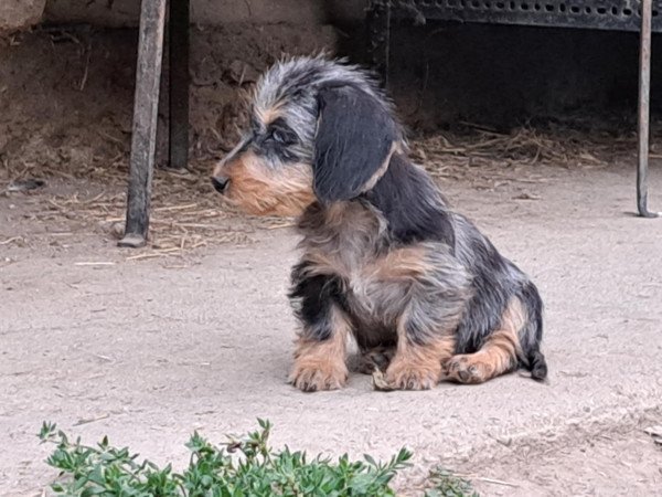 Szálkás szőrű tacskó szuka kiskutyák eladók