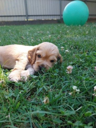 Angol cocker spániel