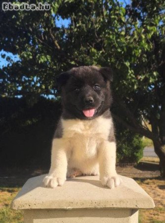 Amerikai akita TOP kölykök