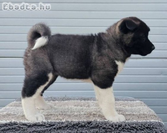 Amerikai akita TOP kölykök