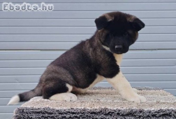 Amerikai akita TOP kölykök