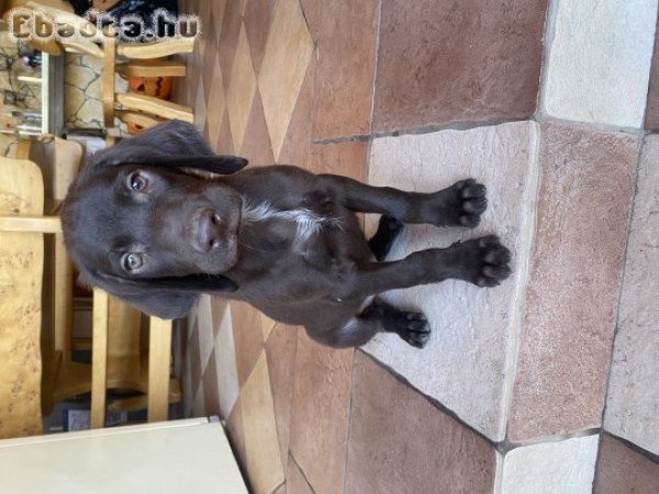 Eladó kan német vizsla kölyök