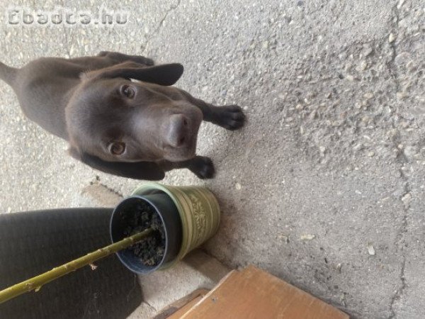 Eladó kan német vizsla kölyök