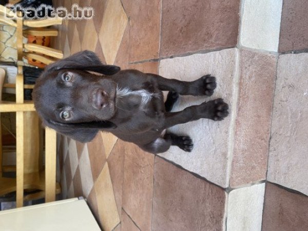 Eladó kan német vizsla kölyök