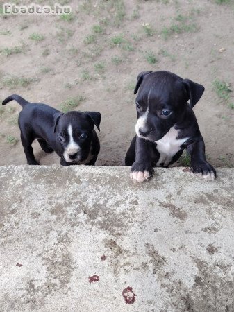 Amerikai staffordshire terrier kiskutyák