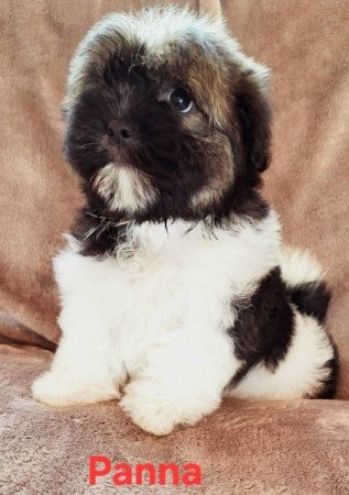 Bichon havanese