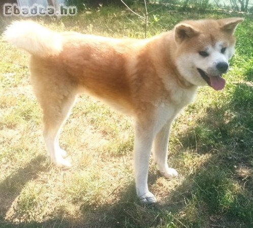 23 hó ivartalan japán akita kan örökbefogadható