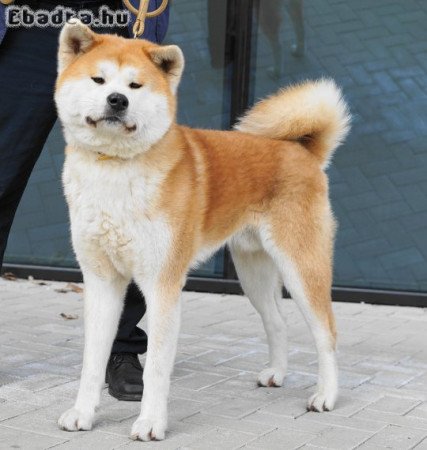 3 éves japán akita vörös tenyészkan eladó