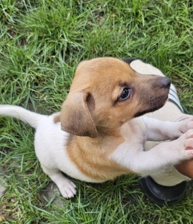 Jack Russell (russel)