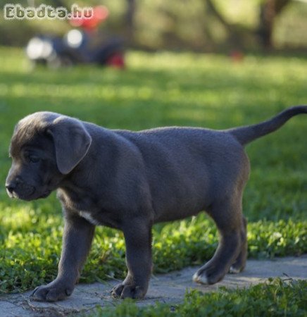 Cane corso kölykök várják szerető gazdijaikat