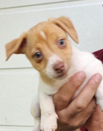 Jack Russell (russel)