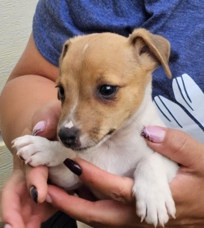 Jack Russell (russel)