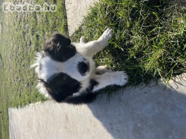 Border Collie