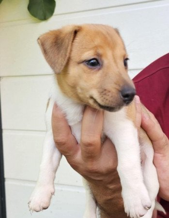 Jack Russell (russel)