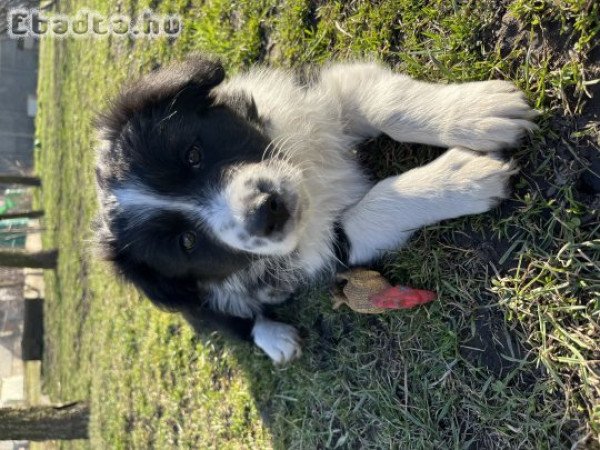 Border Collie