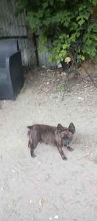 Eladó kiskutyát keresek ami nagytestű lesz