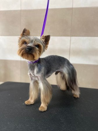 Törzskönyves Yorkshire terrier kan fedez