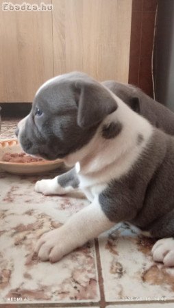 staffordshire terrier blue kolykok