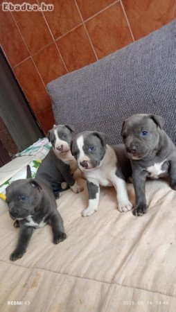 staffordshire terrier blue kolykok