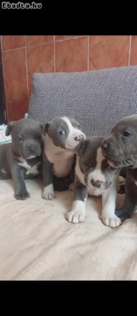 staffordshire terrier blue kolykok