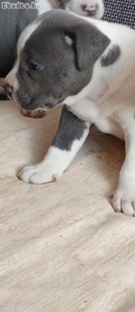 staffordshire terrier blue kolykok