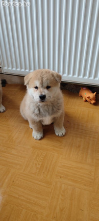 Japán Akita Inu kölykök gazdit keresnek