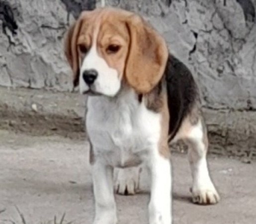 Beagle