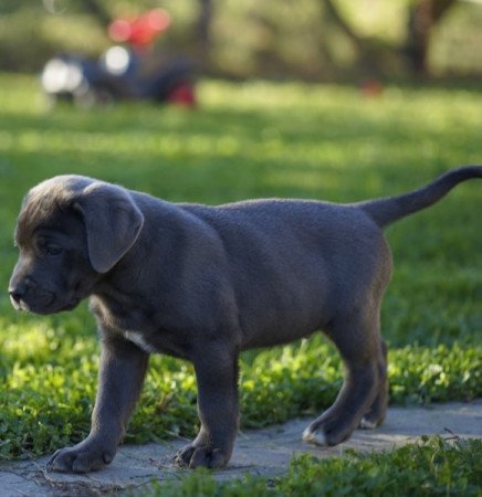 Cane corso