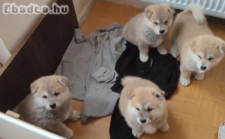 Japán Akita Inu kölykök gazdit keresnek