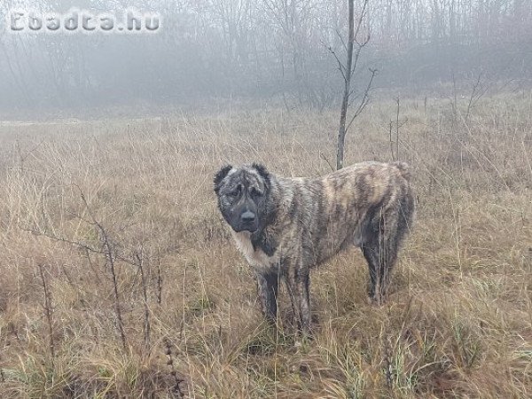 KÁJ Kiskutyák eladók