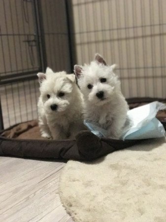 Westie