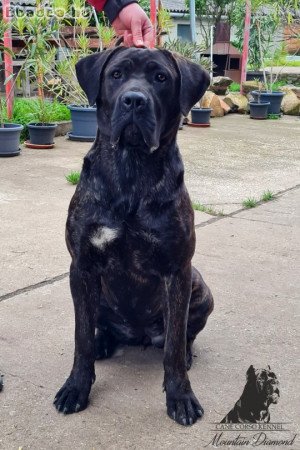 Eladó 1 éves törzskönyvezett Cane Corso szuka