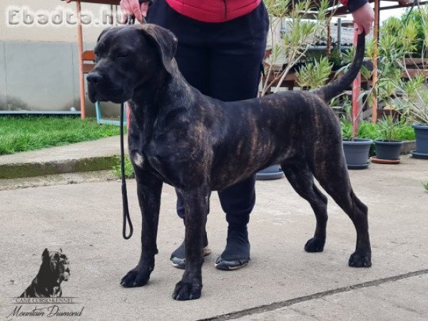 Eladó 1 éves törzskönyvezett Cane Corso szuka