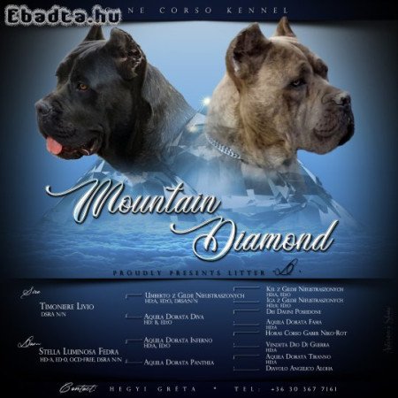 Eladó 1 éves törzskönyvezett Cane Corso szuka