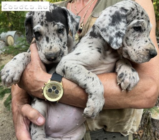 Német dog kiskutyák