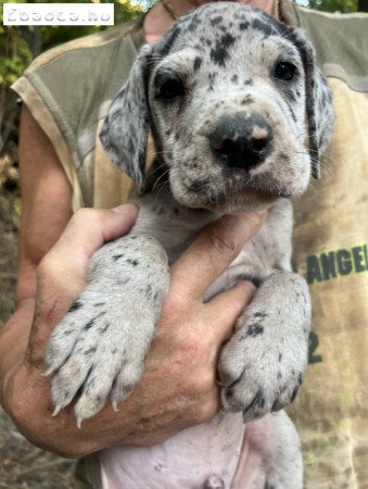 Német dog kiskutyák