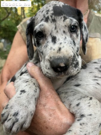 Német dog kiskutyák