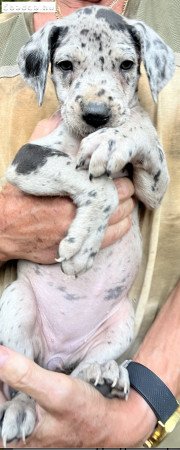 Német dog kiskutyák