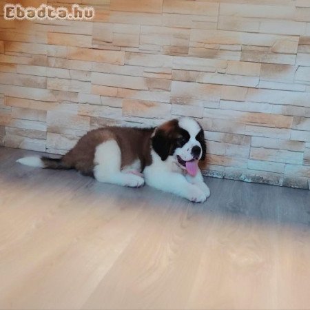 Bernáthegyi kiskutyák