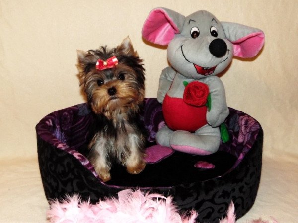 Yorkshire Terrier, Yorki