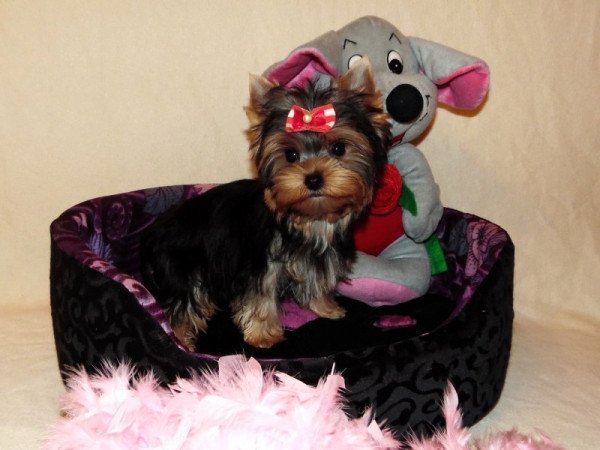 Yorkshire Terrier, Yorki